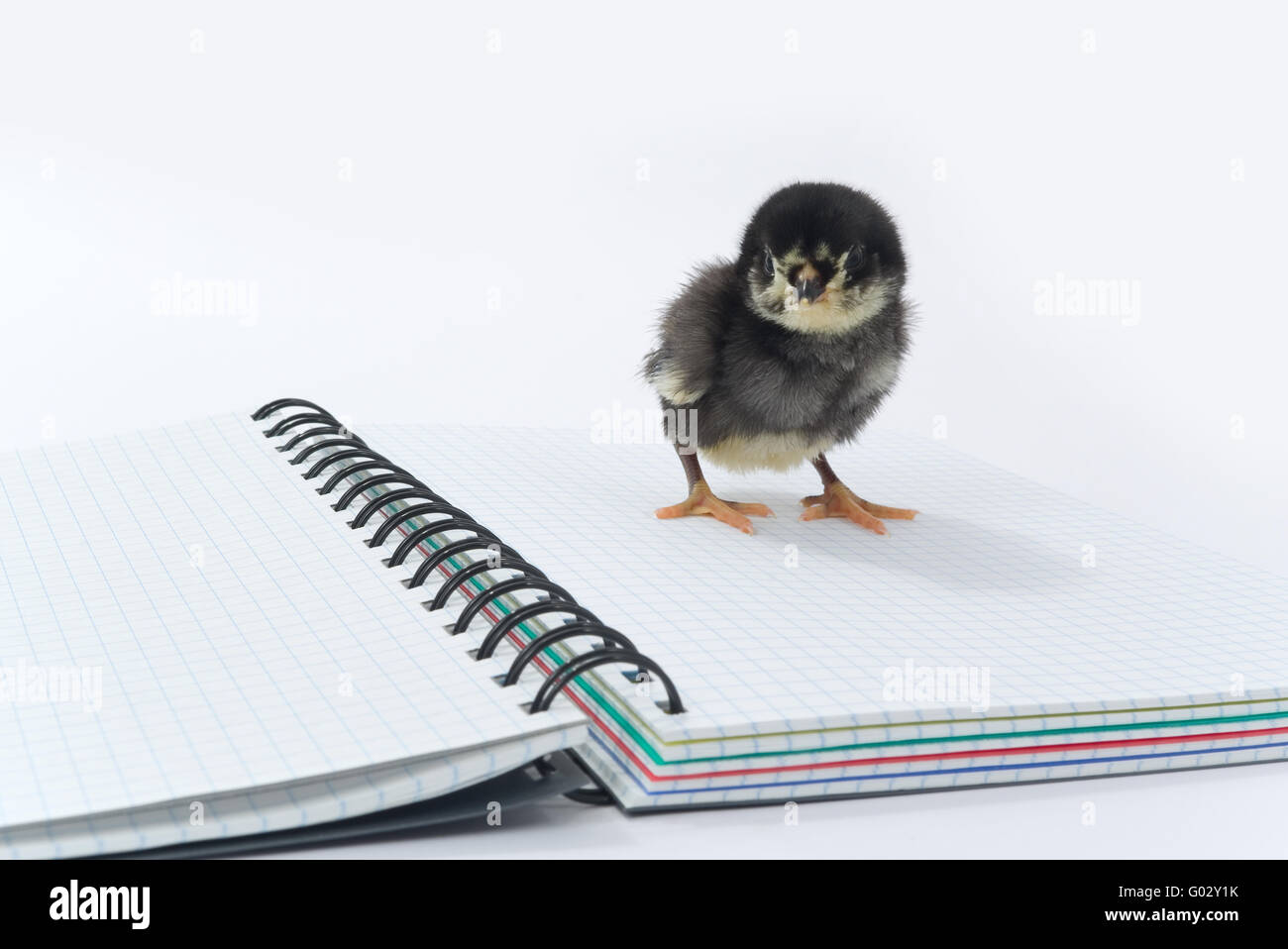 Pollo e notebook. Foto Stock