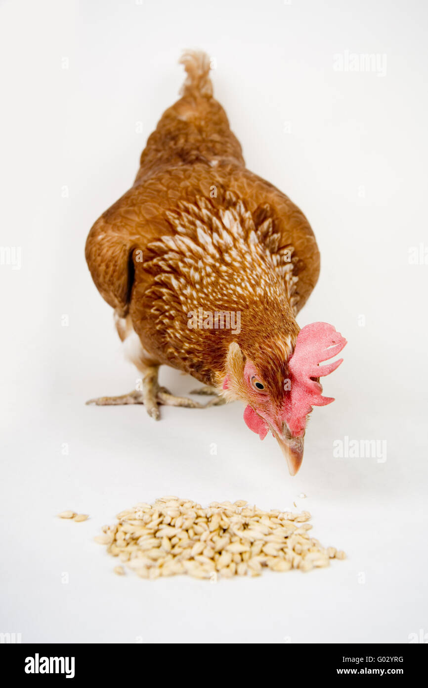 mangiare pollo Foto Stock