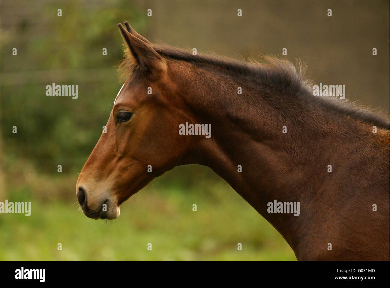 Studio di testa di yearling Foto Stock