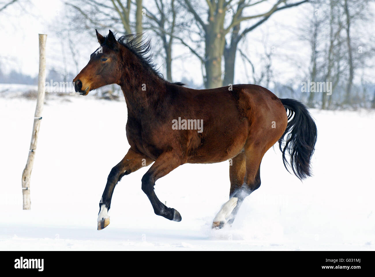 Cavallo in neve Foto Stock