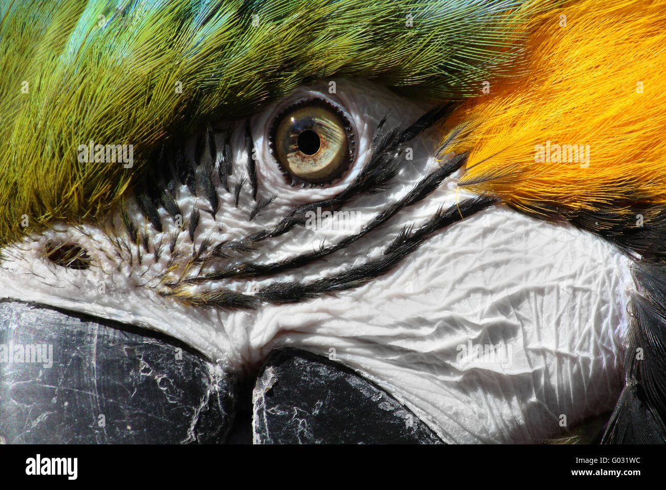 Blu e Oro Macaw Foto Stock