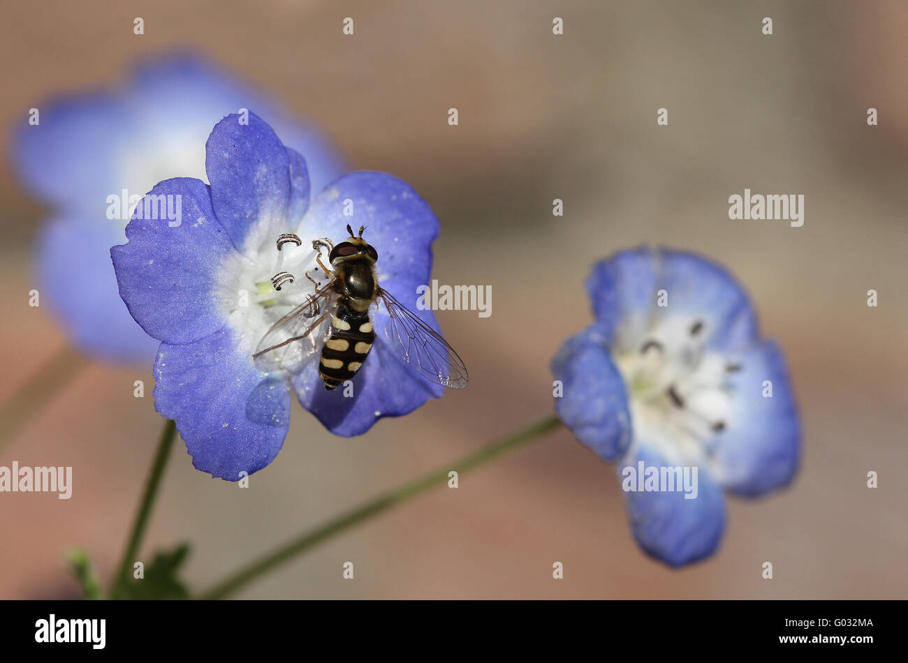 Passare il puntatore del mouse sul fly Nemophila menziesii Foto Stock