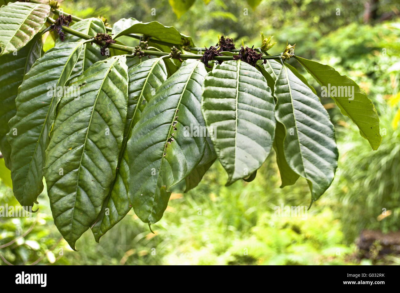 Fresco verde delle foglie di tabacco su sfondo di foresta Foto Stock