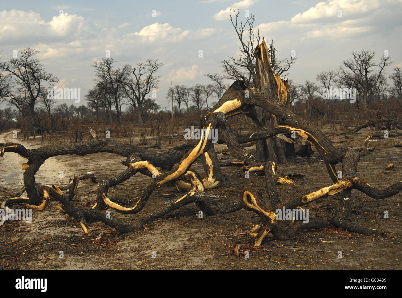 Elephant danni di alimentazione per alberi Leadwood,Botswana Foto Stock