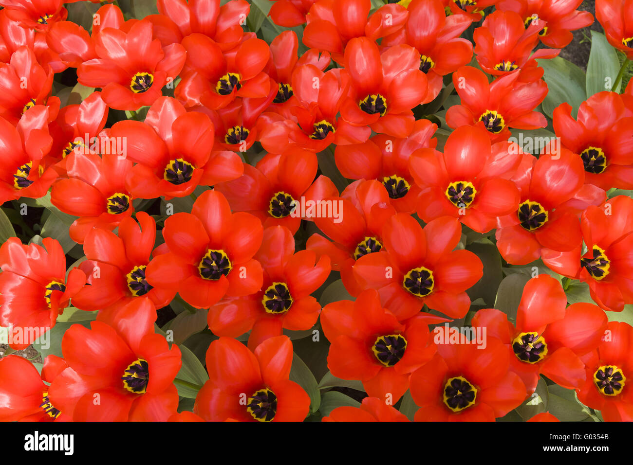Soffitto del tulipano Foto Stock