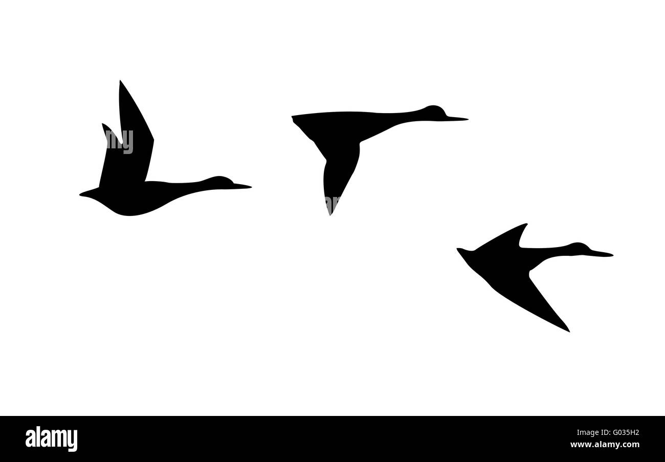 Silhouette di vettore flying duck su sfondo bianco Foto Stock