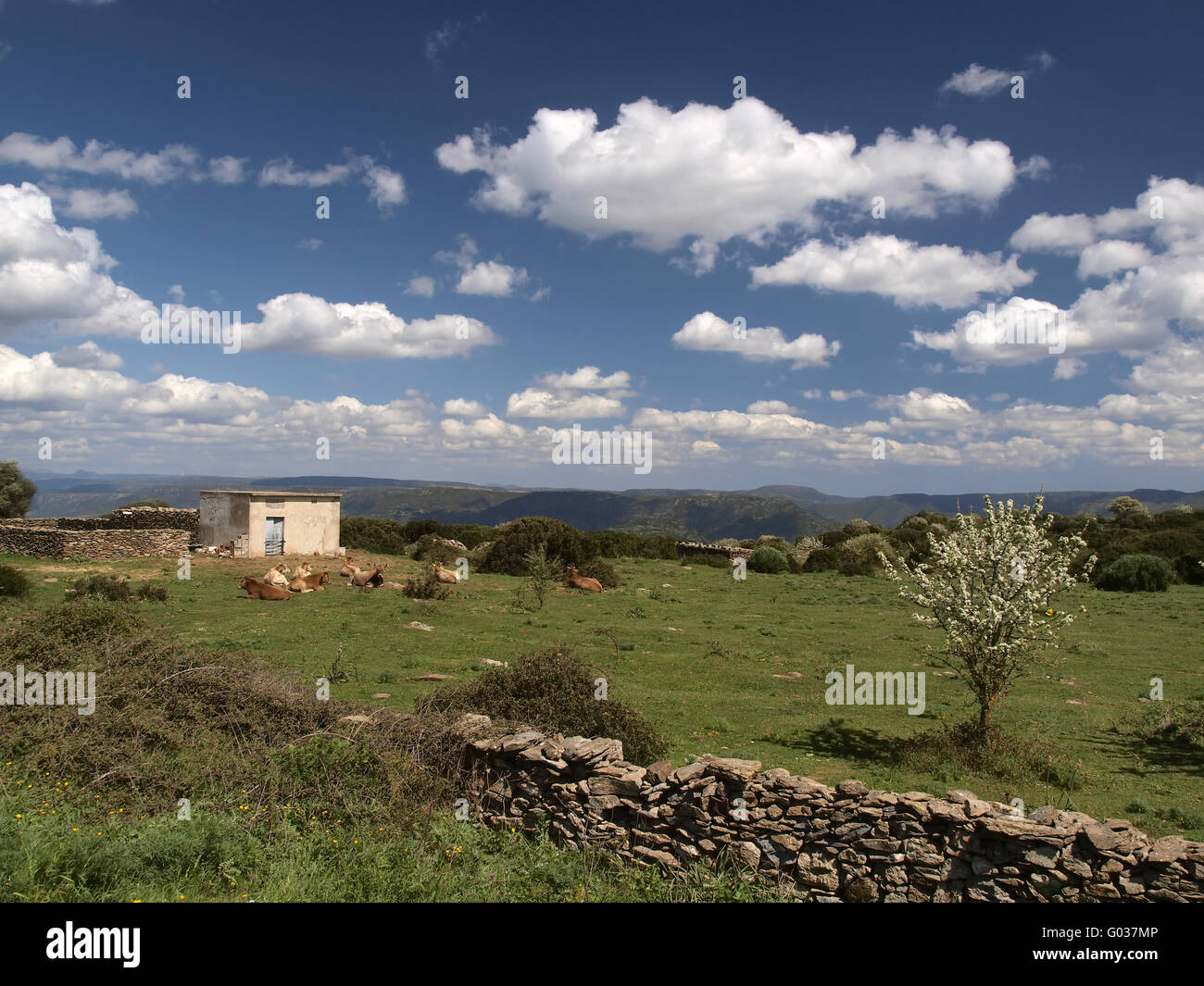 Le vacche nel sud-est della Sardegna, Armungia, Italia Foto Stock