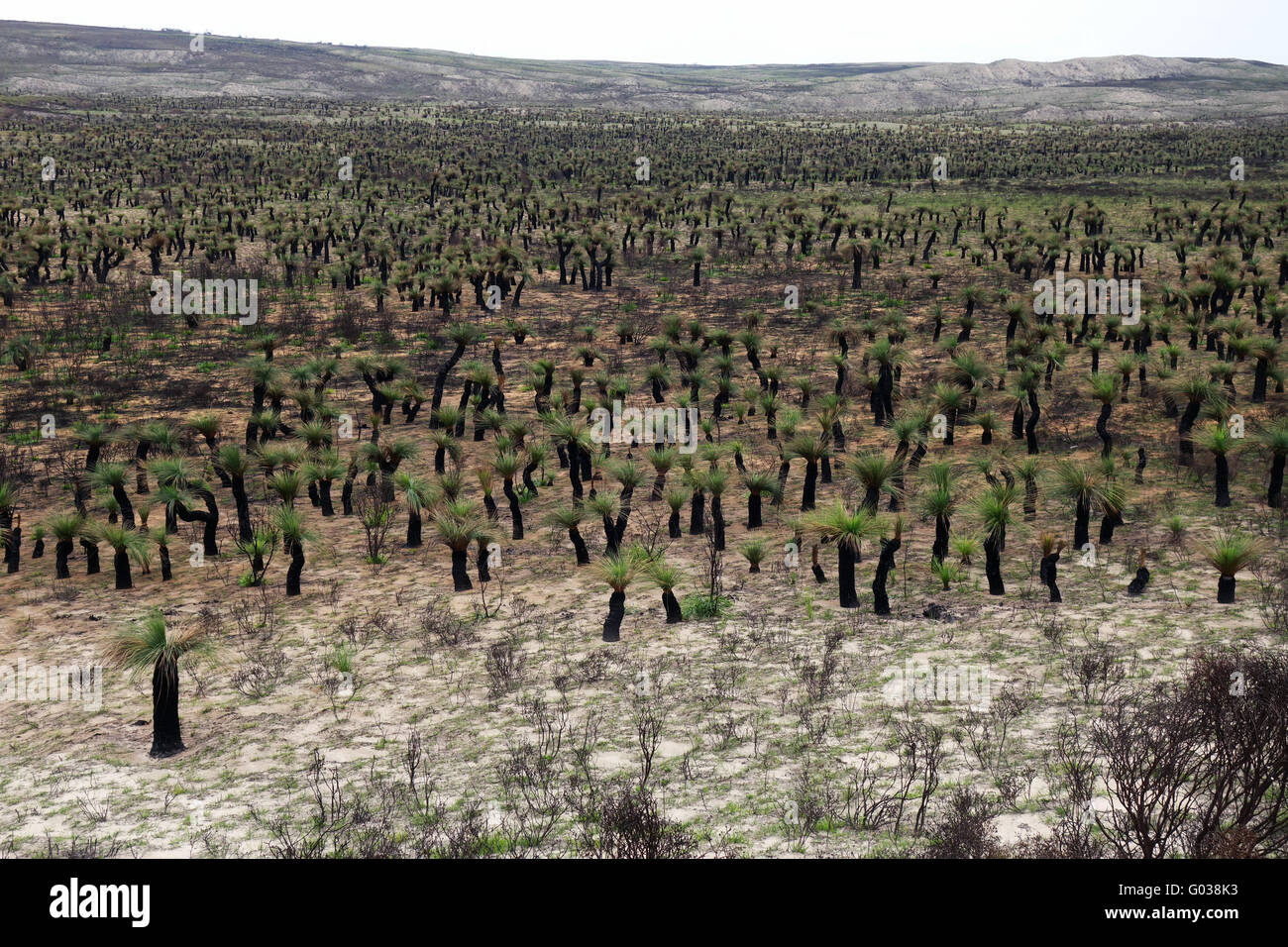 Lugubre paesaggio di Wanagarren Riserva Naturale dopo gli incendi e la pioggia, nei pressi di Lancelin, Australia occidentale Foto Stock