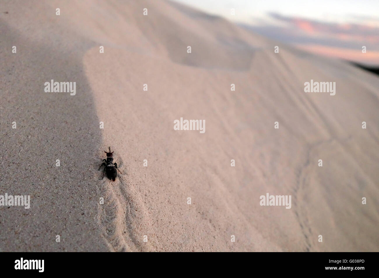 Strano insetto sandwalking emerge dalle dune al tramonto, Nambung National Park, Australia occidentale Foto Stock