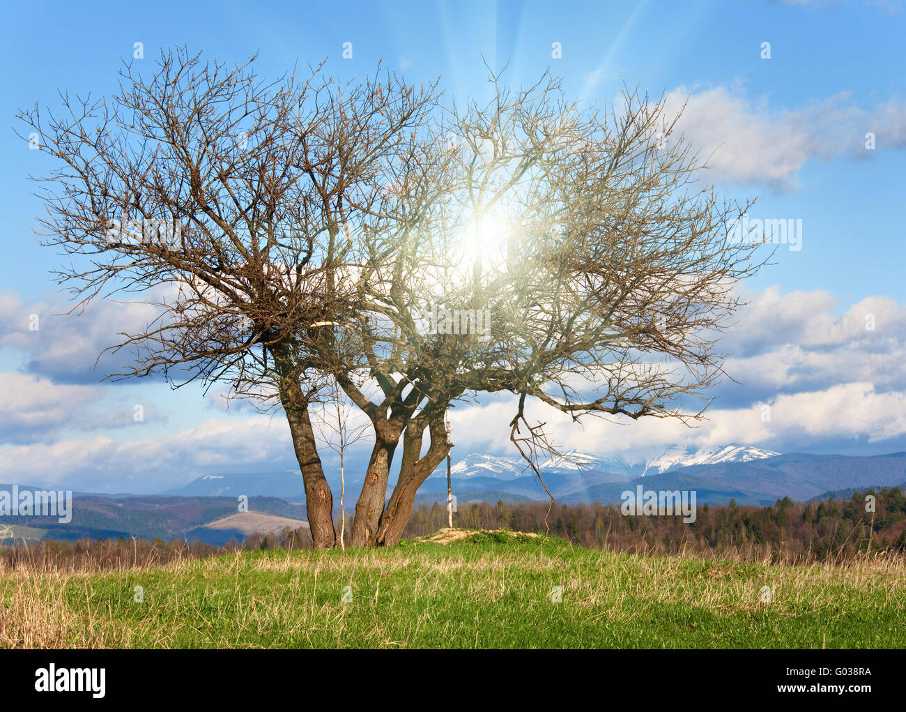 Paesaggio di montagna con lonely tree e sole Foto Stock