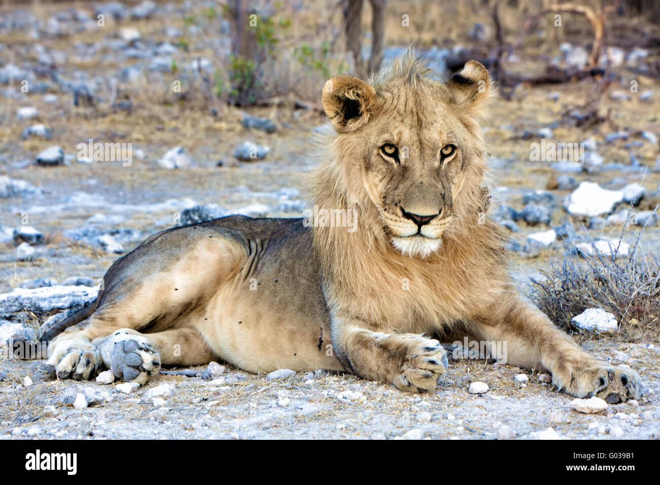 Bellissimo leone al parco nazionale Etosha namibia africa Foto Stock