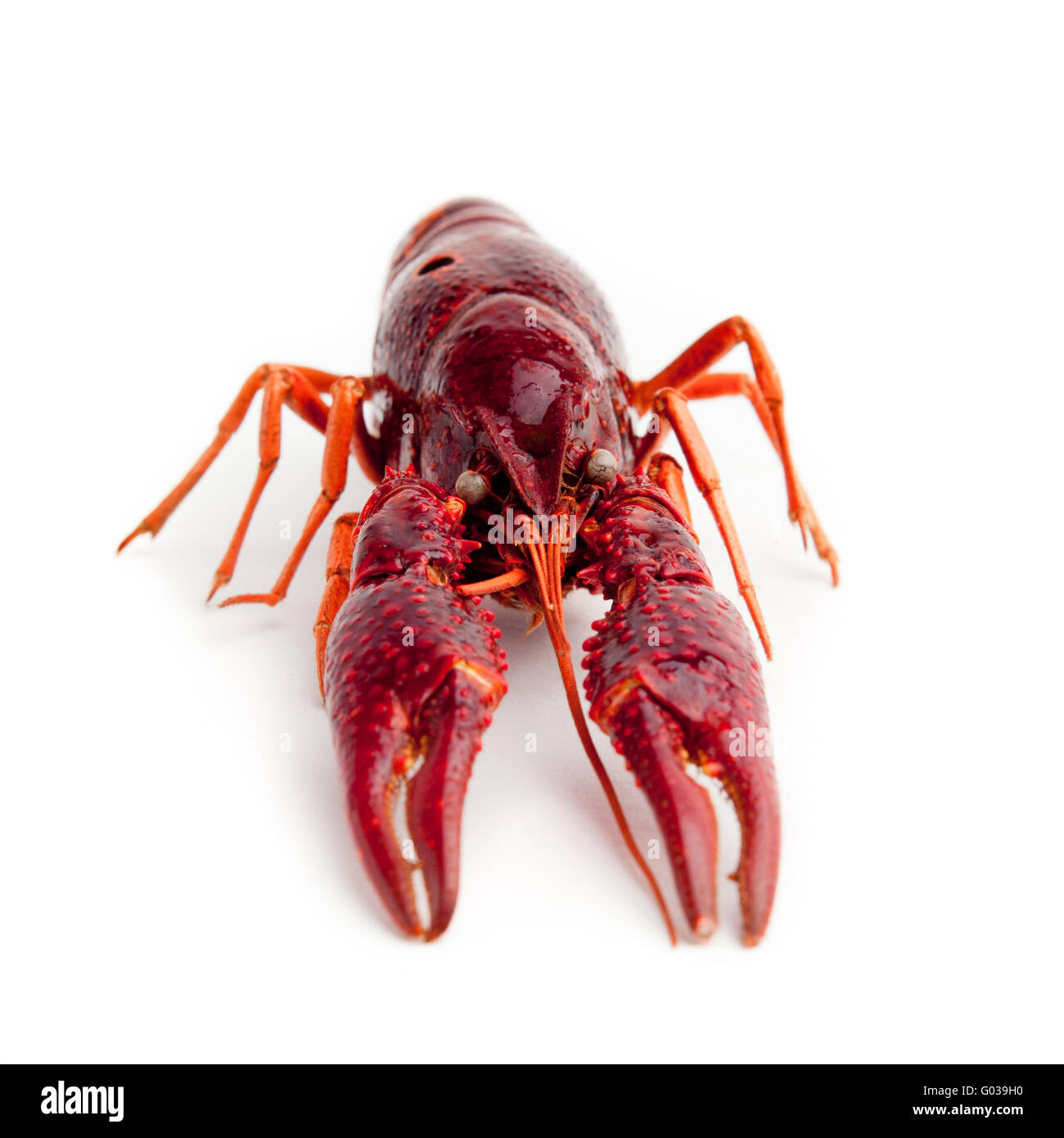 Lobster isolato. intero red lobster isolati su wh Foto Stock