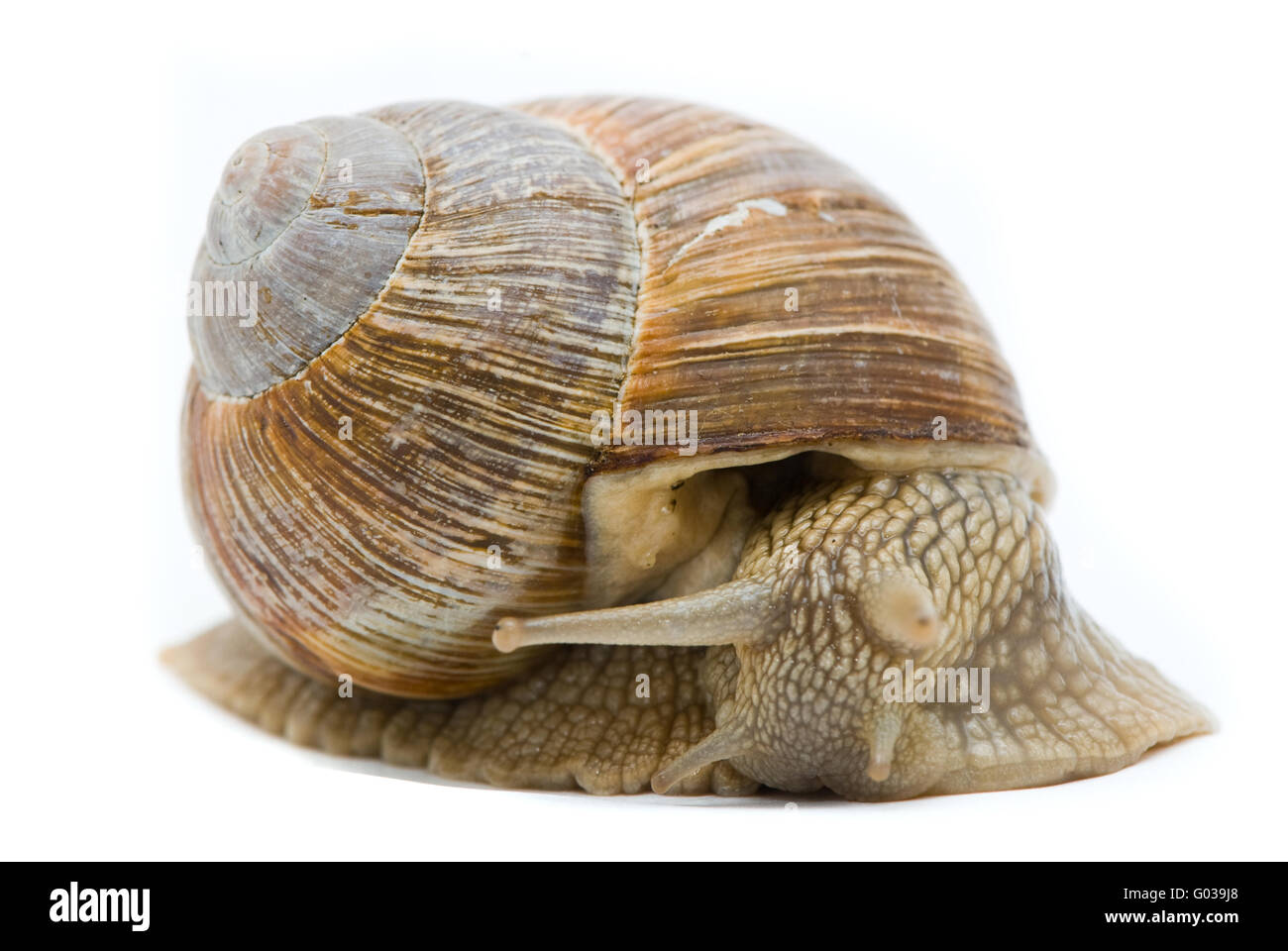 Helix pomatia. Grande lumaca romana su uno sfondo bianco. Foto Stock