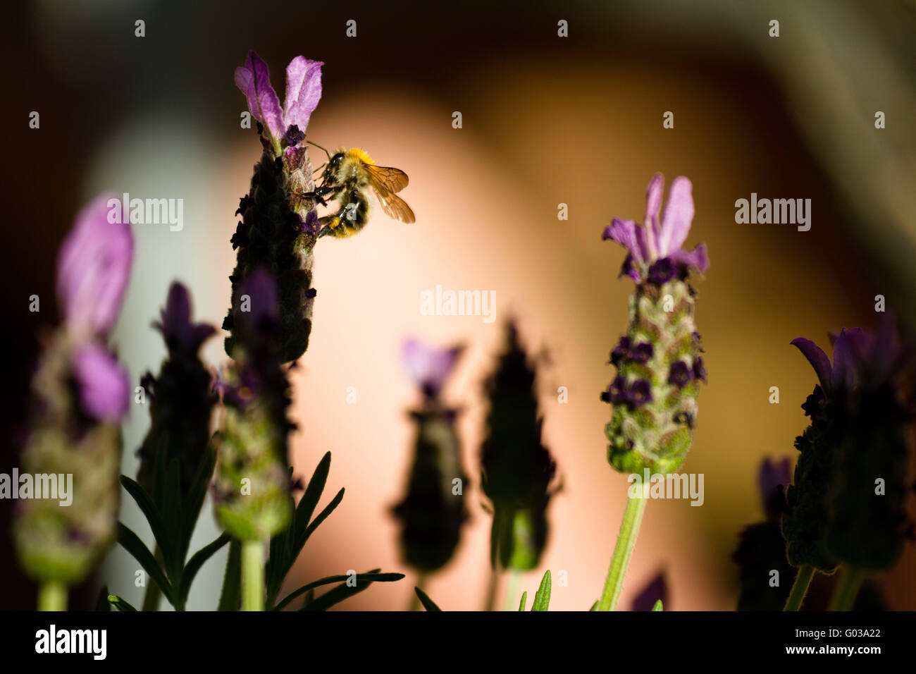 Bumble Bee e lavanda Foto Stock