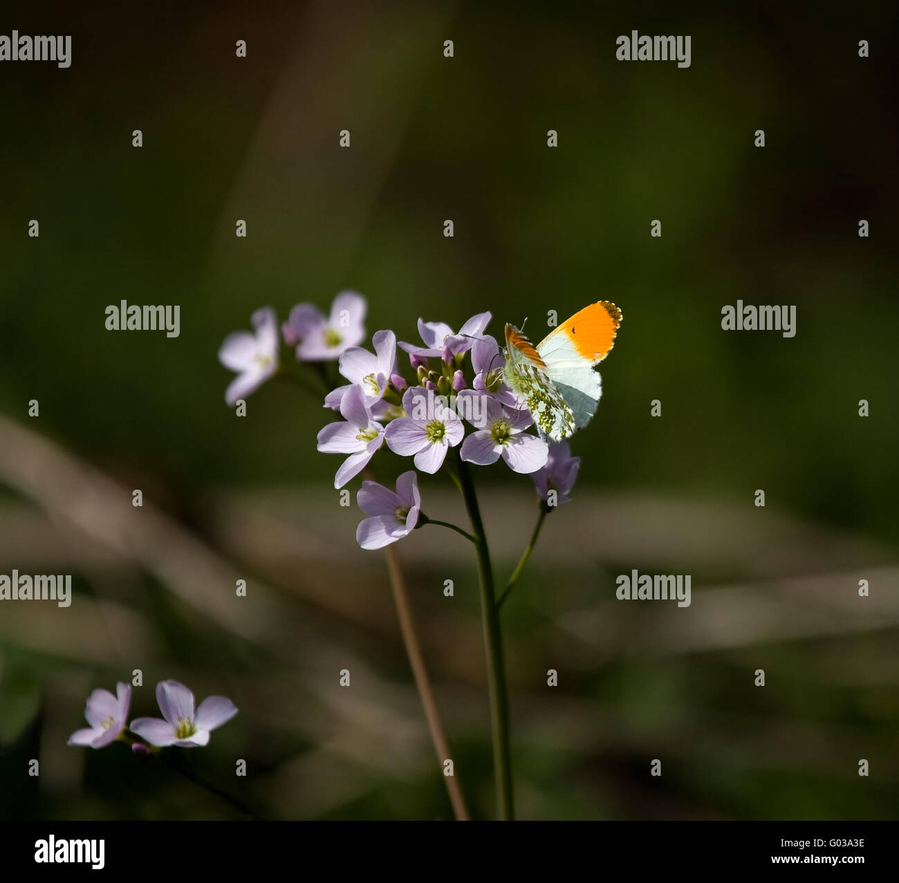 Arancio-punta butterfly Foto Stock