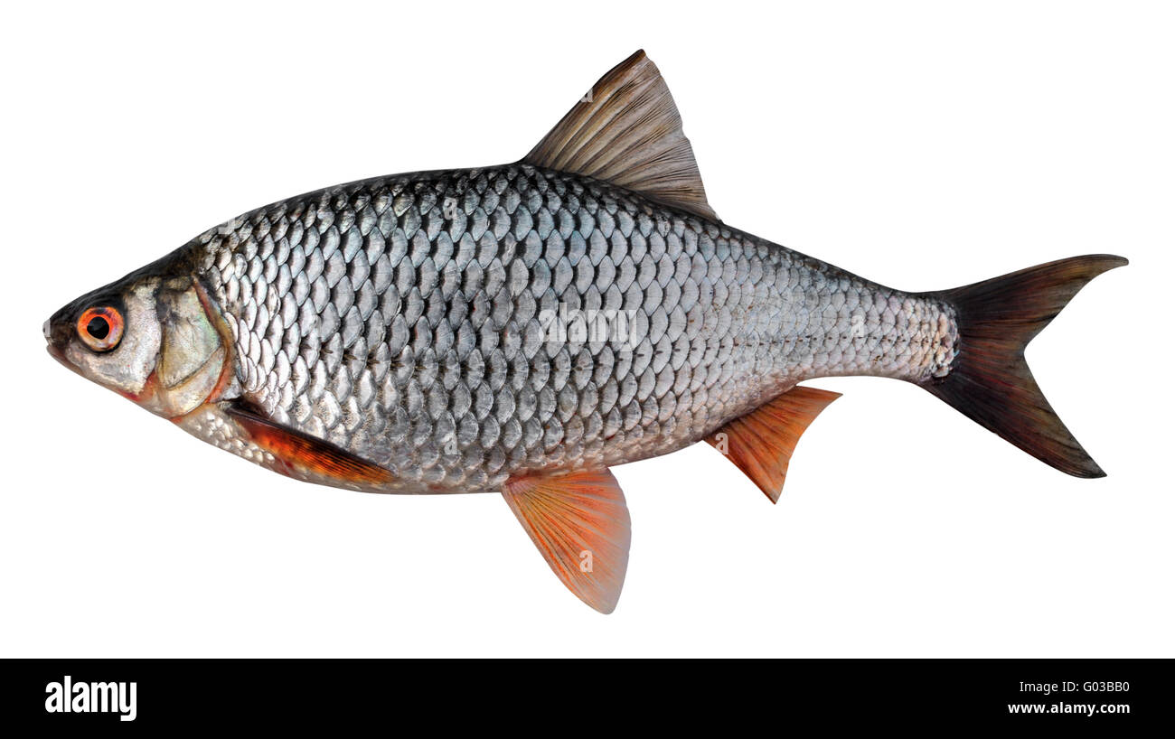 Siberian roach (Rutilus rutilus lacustris). Femmina grande scarafaggio prima stagione riproduttiva. Isolato su sfondo bianco Foto Stock
