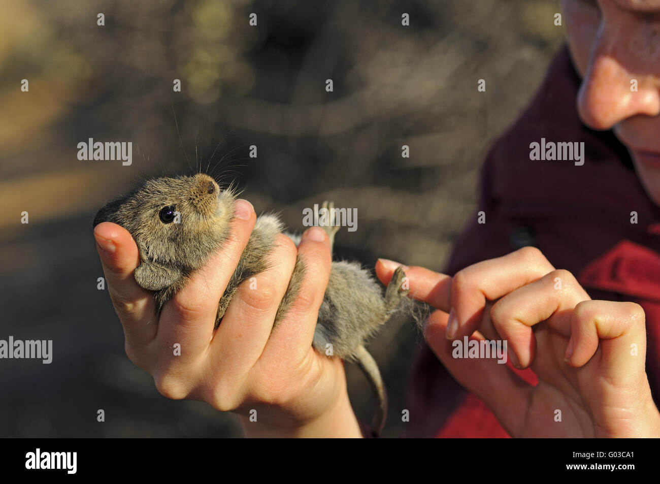 Uno zoologo esaminando un quattro strisce di erba mouse Foto Stock