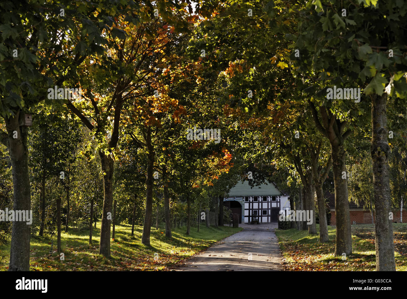 Viale alberato a piedi con il legno della casa in Germania Foto Stock