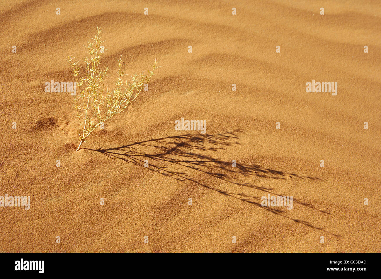 Sempreverde pianta del deserto getta un ombra fine, Sahara Foto Stock