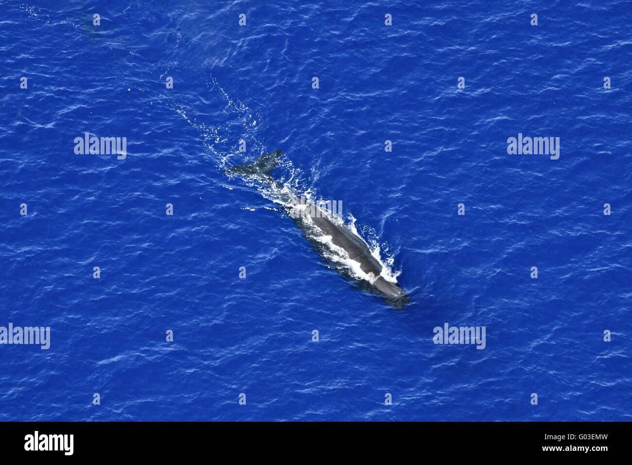 La balena, Balena Blu, Fotografia aerea Foto Stock