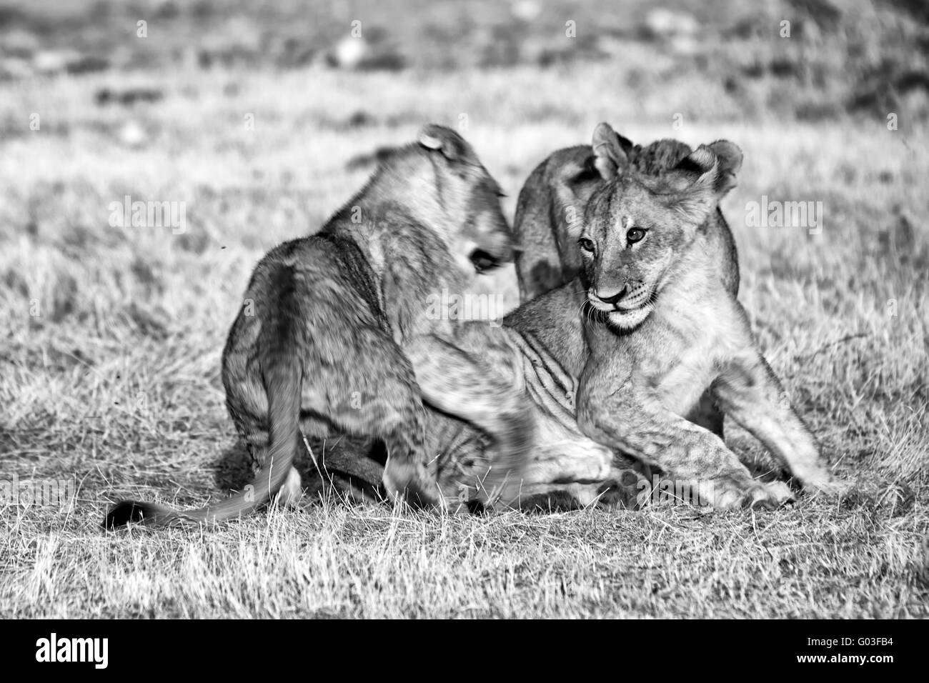 Un gruppo di tre cuccioli di leone a suonare in Etosha compit Foto Stock