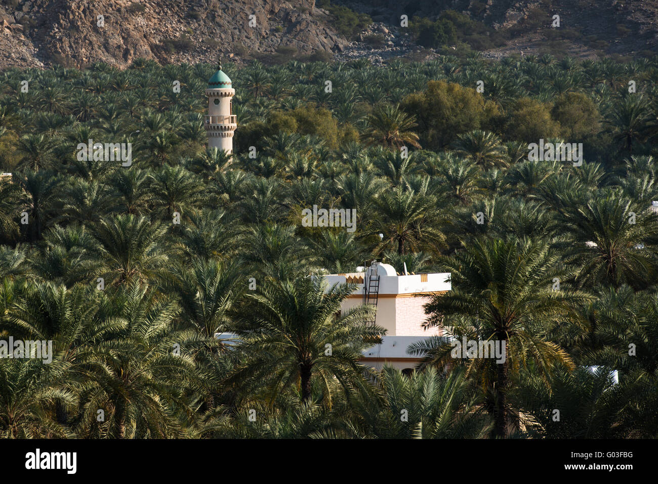 Edifici tradizionali in mezzo ad una data di piantagione di palme, Oman. Foto Stock