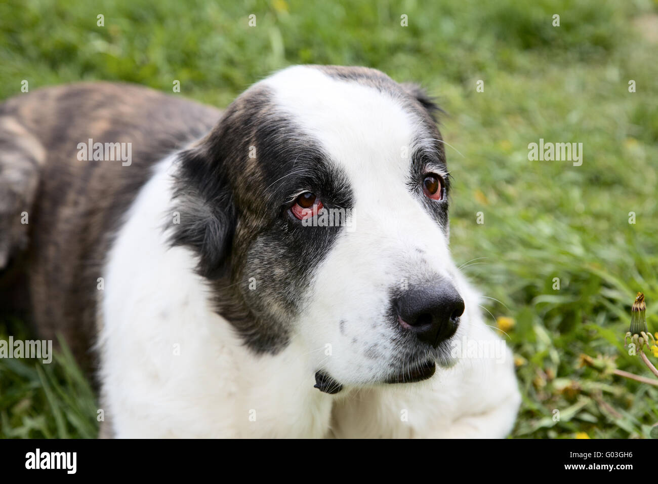 Bella alabai dell Asia centrale il cane pastore contro un'erba Foto Stock