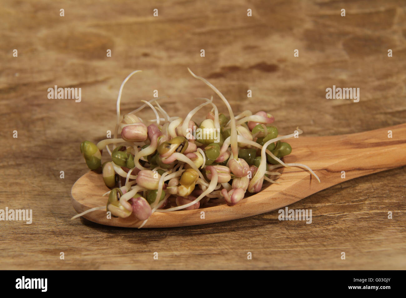 La germinazione di Mung bean Foto Stock