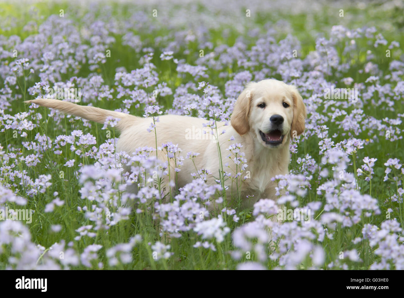 Golden Retriever cucciolo tra il cuculo fiore Foto Stock