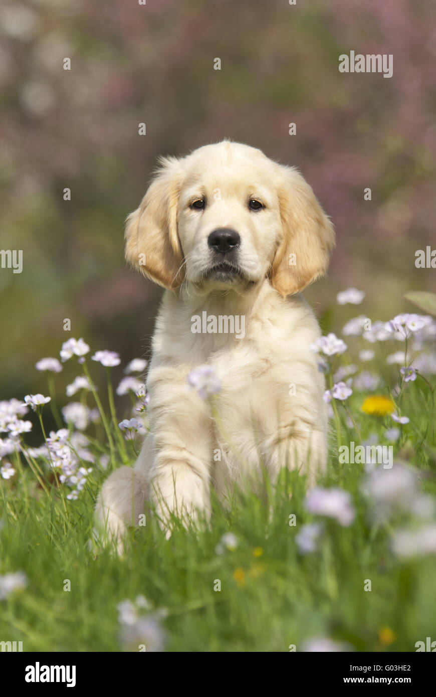 Golden Retriever cucciolo tra il cuculo fiore Foto Stock