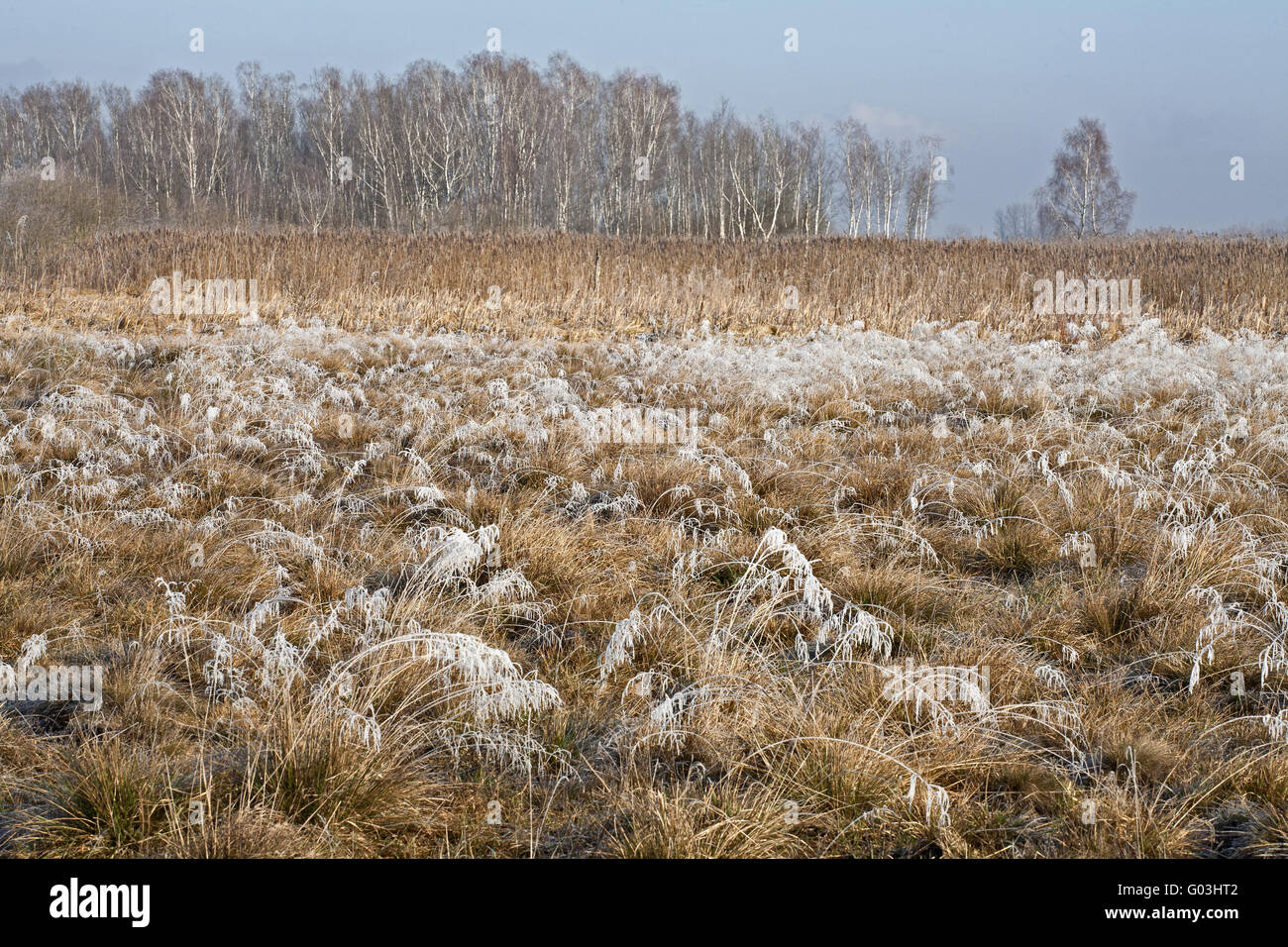 La Betulla torbiere boscose e carici reed su metà della torbiera moor Foto Stock