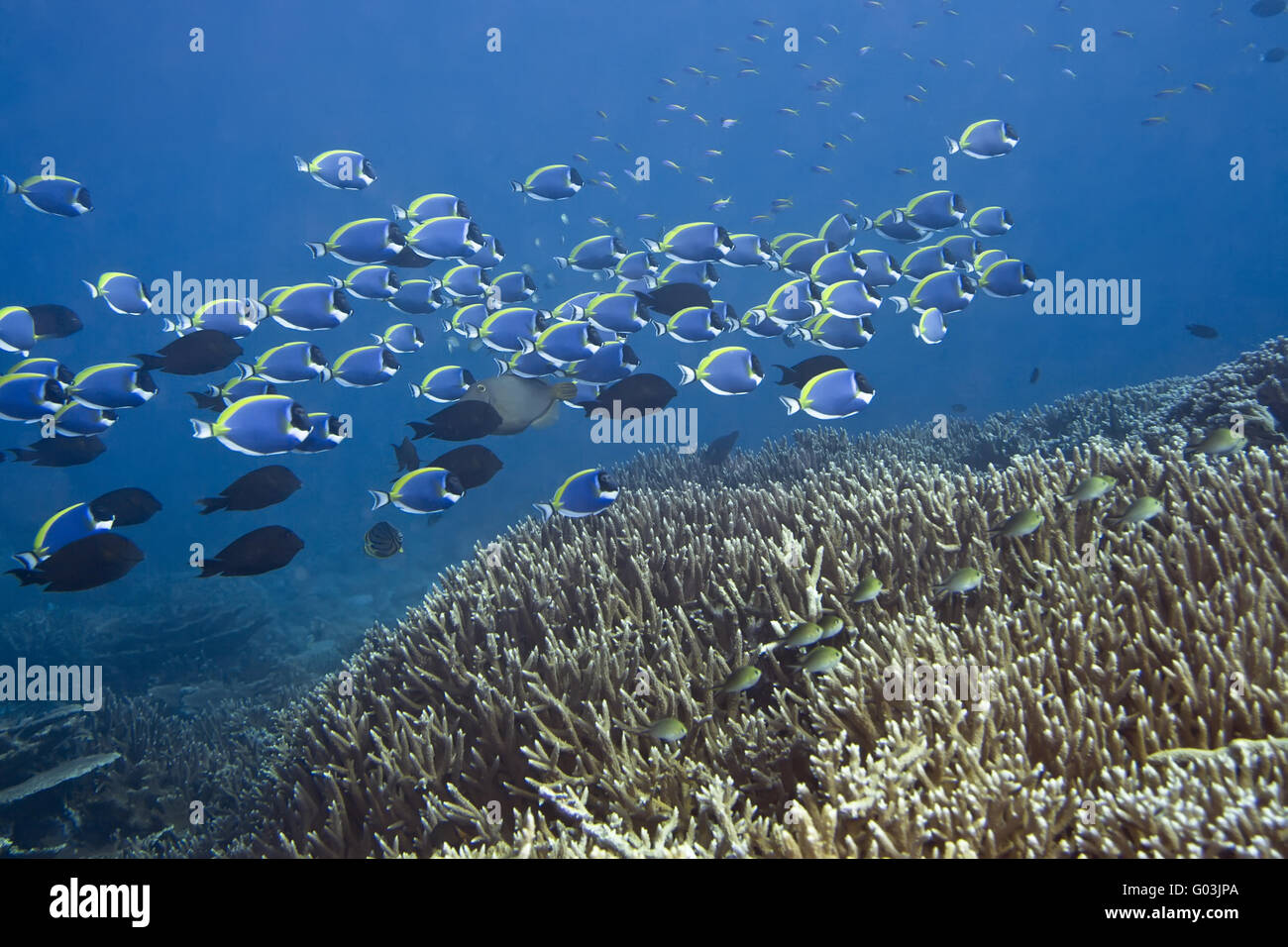 Paesaggio sottomarino con scuola di Blue Surgeonfishes (Acanthurus leucosternon). Maldive. Oceano Indiano. Atollo di Addu. Foto Stock