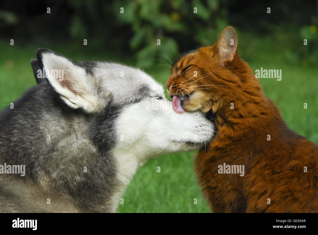 Gatto somalo dà un Siberian Husky un catlick Foto Stock