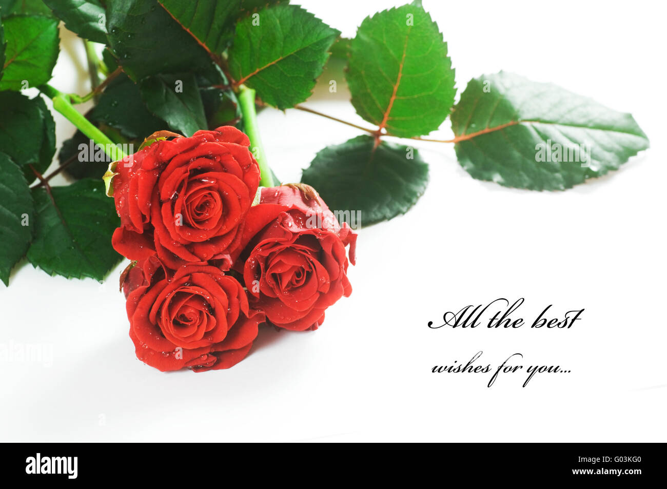 Red Rose fresche su sfondo bianco. Spazio per il testo Foto Stock