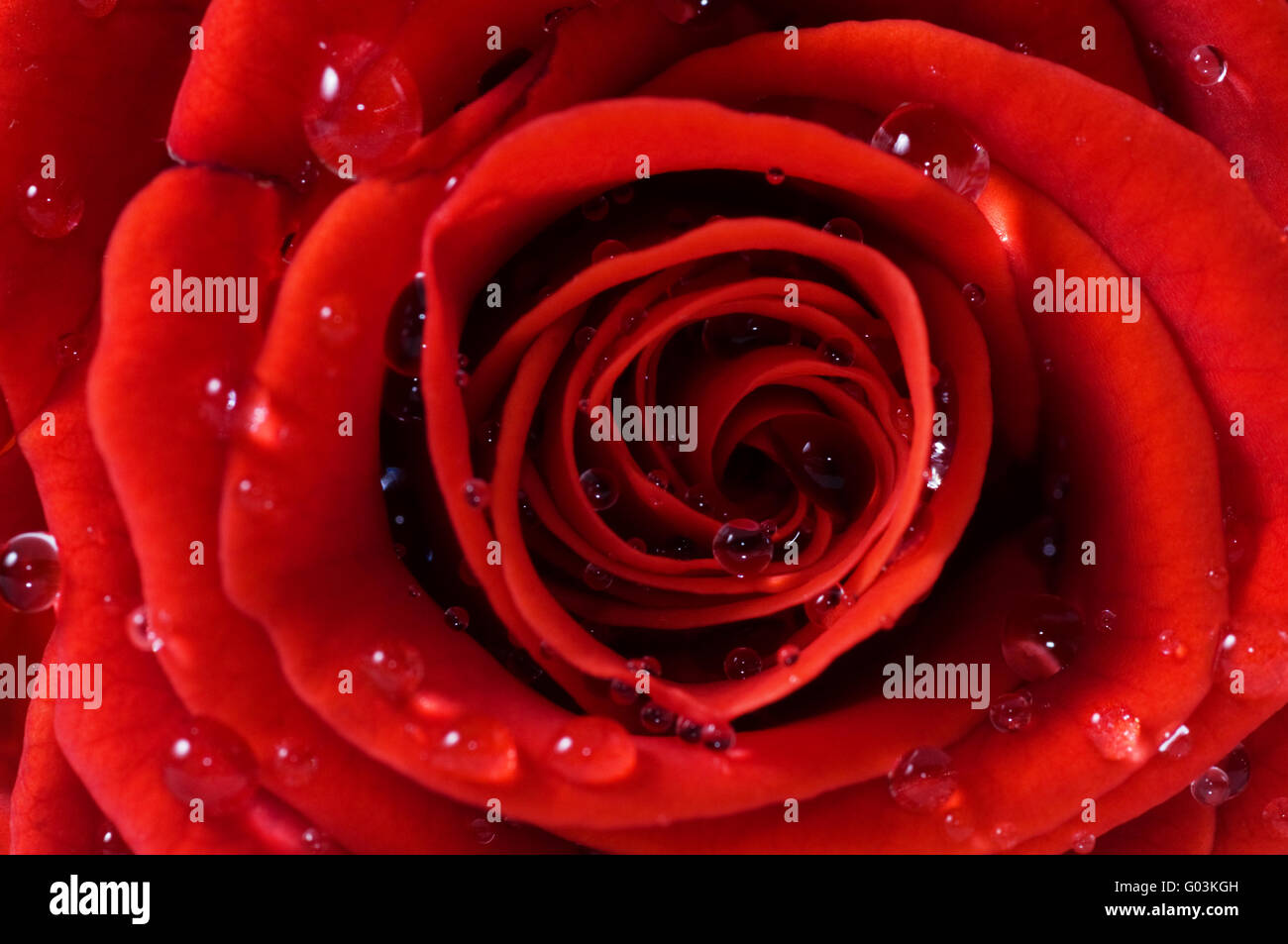 Close-up di red rose fresche con le goccioline d'acqua. Foto macro Foto Stock