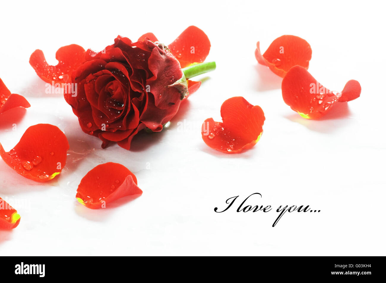 Red rose fresche e petali su sfondo bianco. Spazio per il testo Foto Stock
