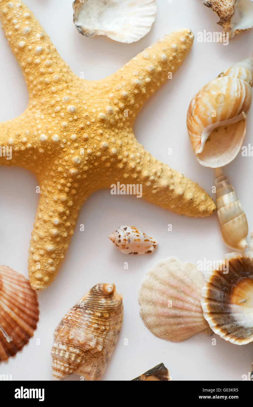 Stella di mare e conchiglie isolati su sfondo bianco Foto Stock