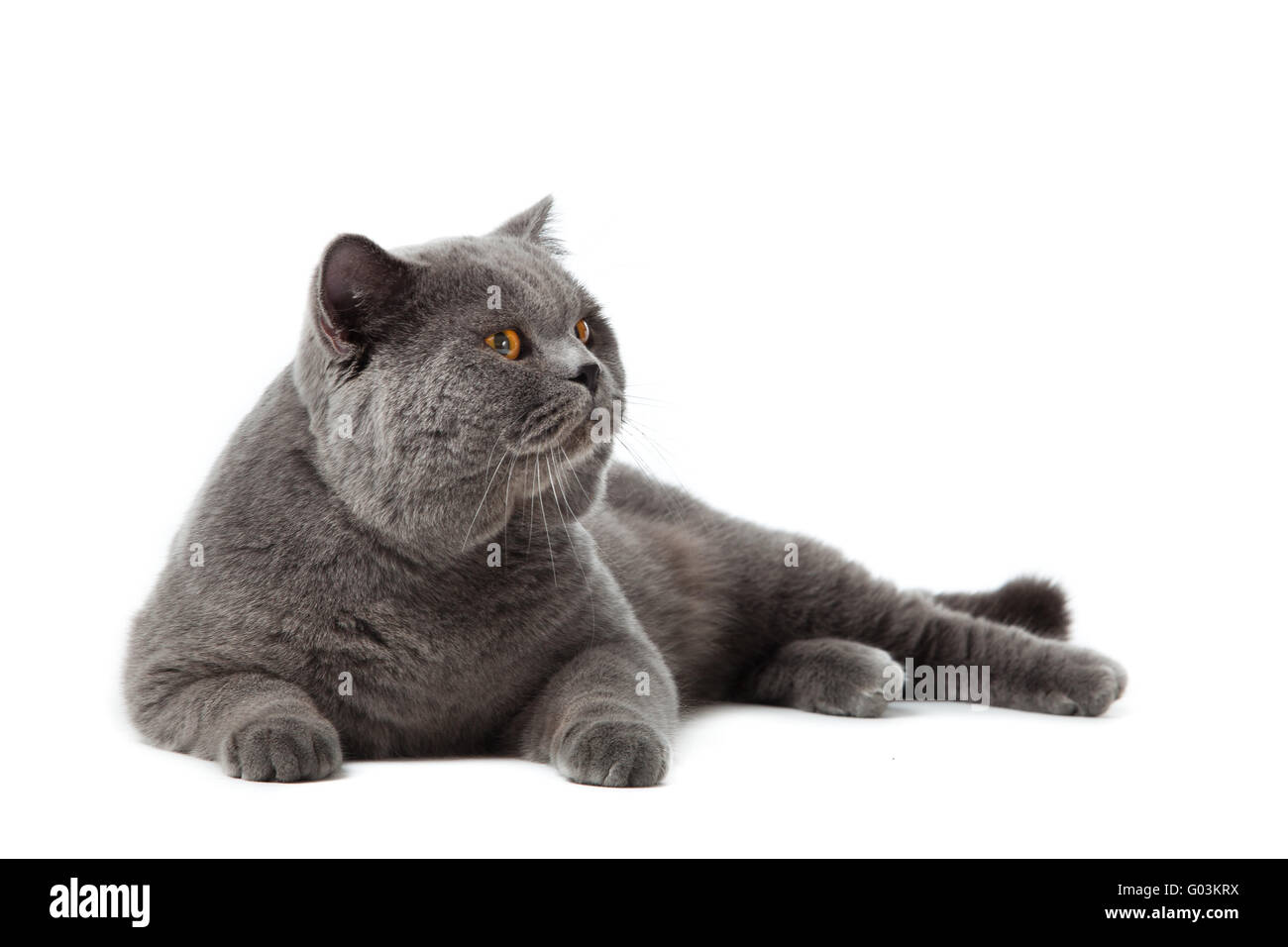British Shorthair gatto su uno sfondo bianco. brit Foto Stock