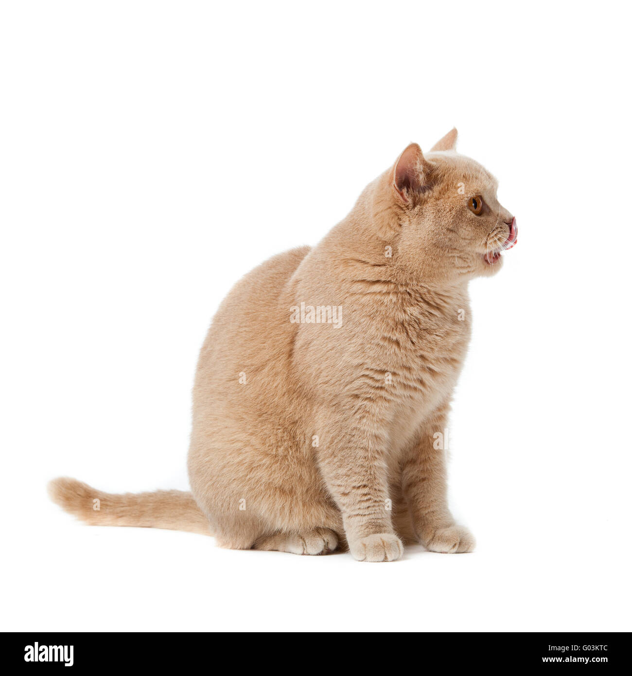 British Shorthair gatto su uno sfondo bianco. brit Foto Stock