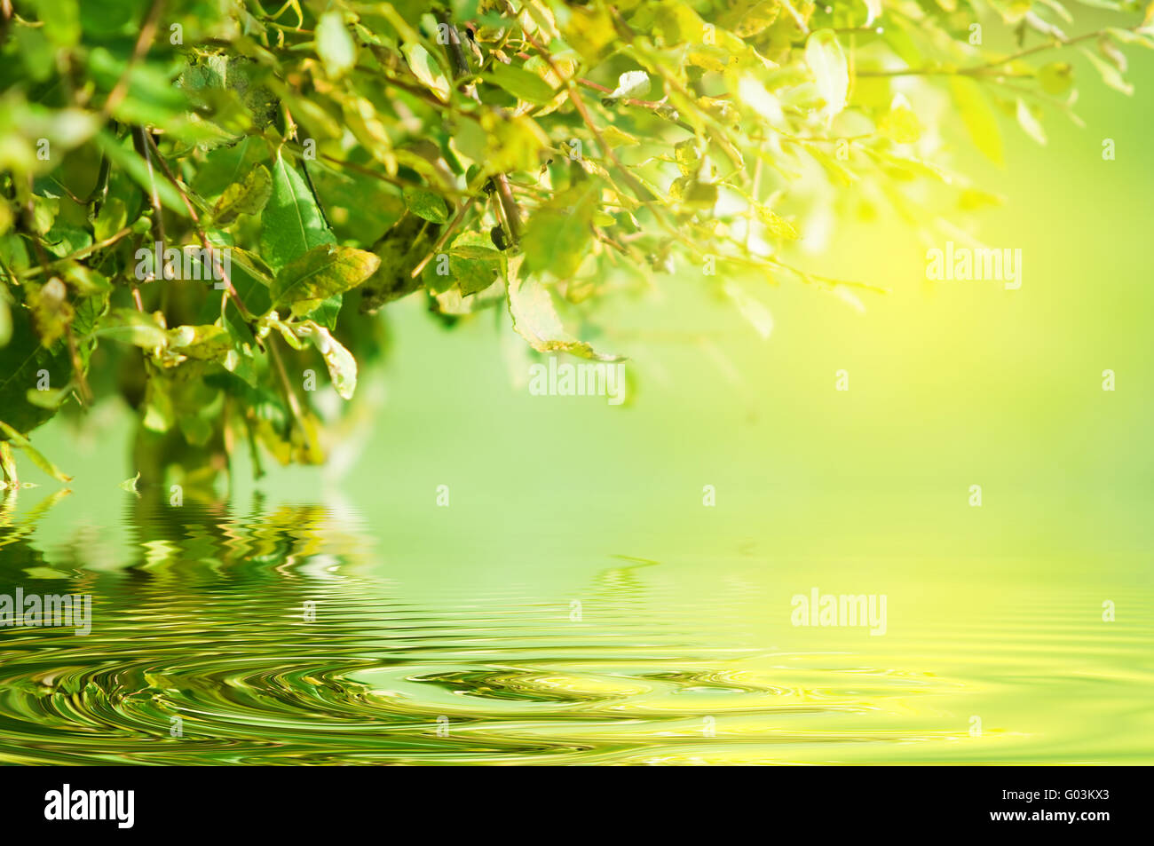 Natura sfondo verde. L'acqua la riflessione e il sole che splende attraverso le foglie Foto Stock