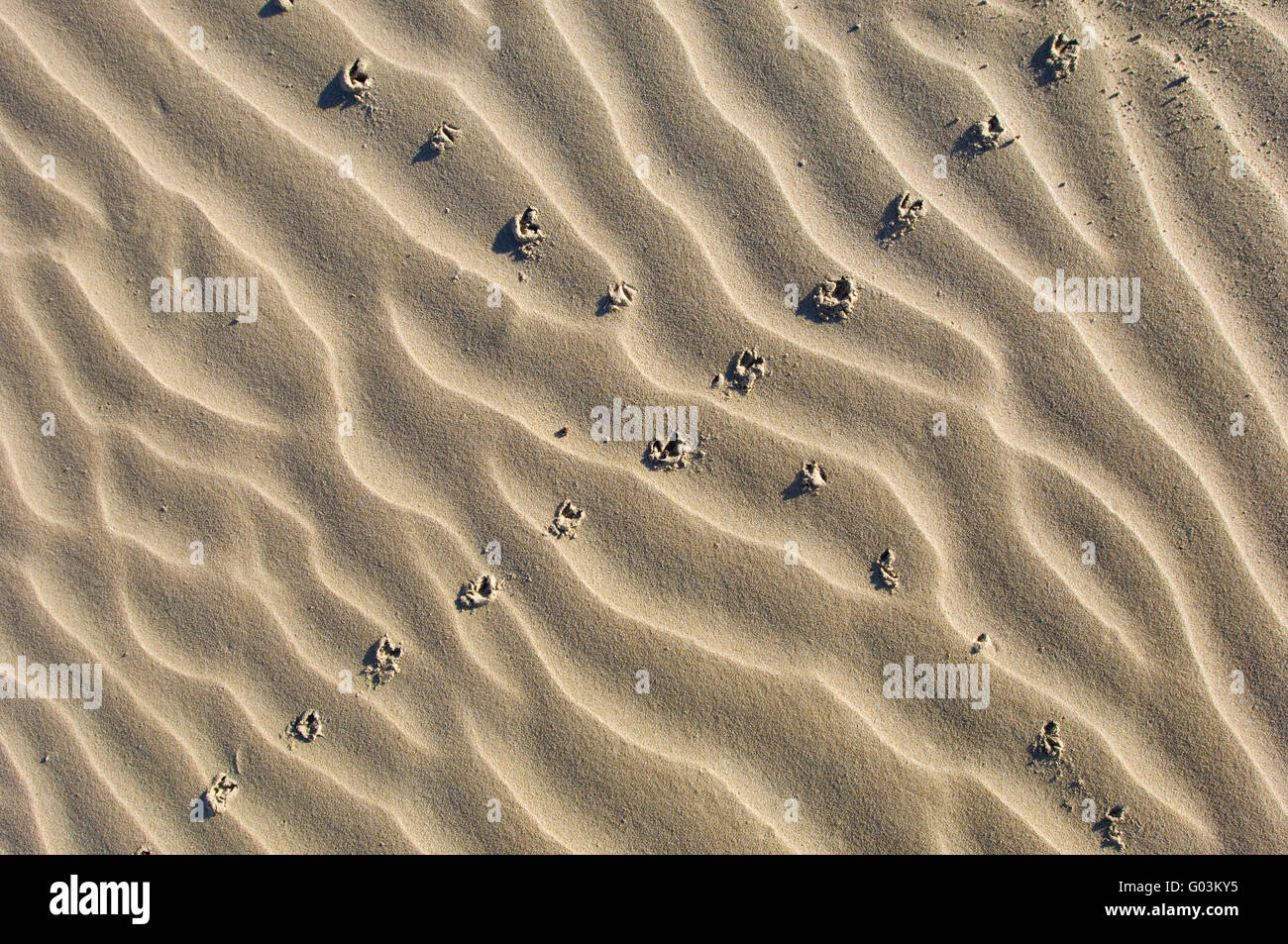 Cape Wagtail stampe di uccelli in sabbia vicino Kidds Spiaggia Sud Africa Foto Stock