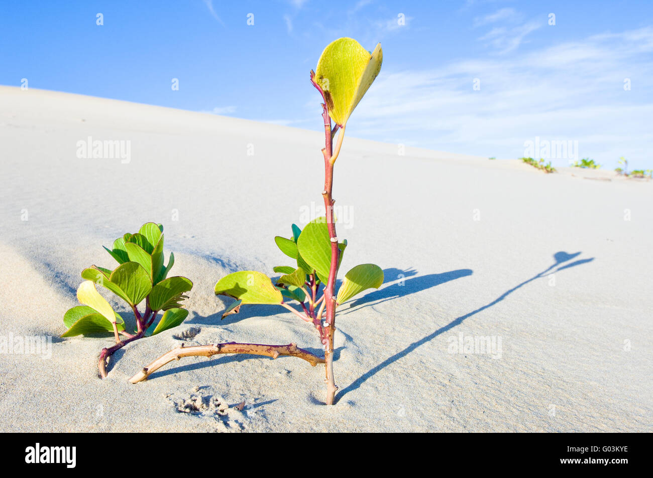 Ipomoea pes-caprae, noto anche come bayhops, spiaggia gloria di mattina o di capra al piede, è un comune pantropical creeping vine Foto Stock