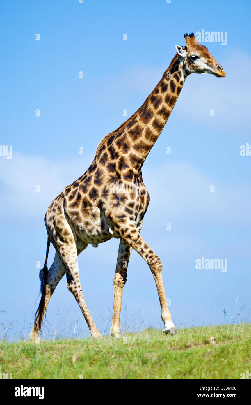 Un maschio di South African giraffa camelopardalis Giraffa in Lalibela Game Reserve vicino a Grahamstown, Sud Africa Foto Stock
