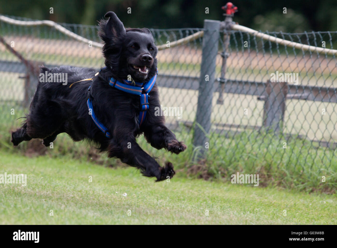 Racer Foto Stock