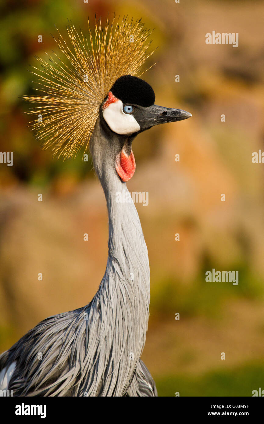 Grey Crowned Crane (Balearica regulorum gibbericep Foto Stock