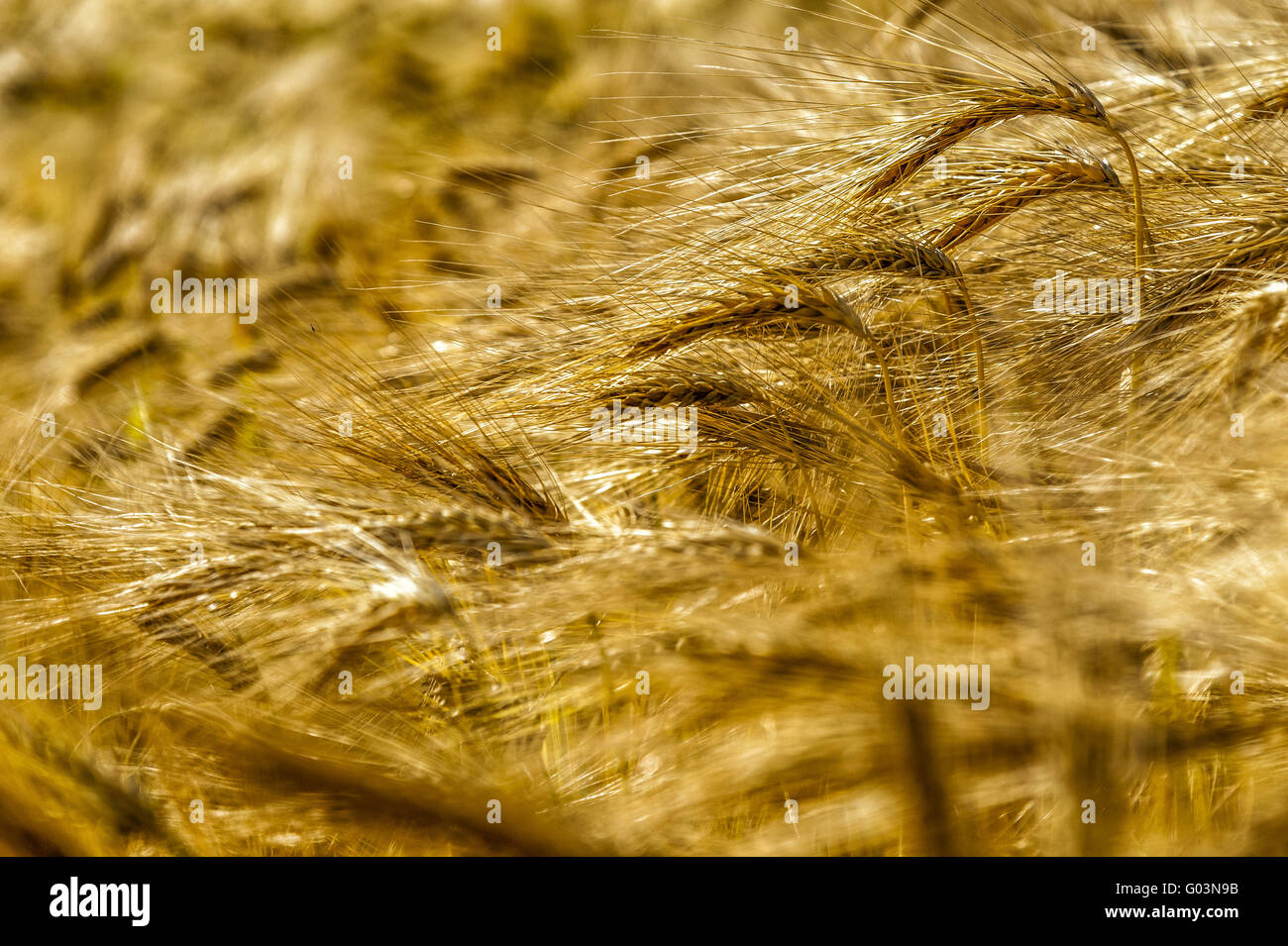Close-up di spighe di grano in un campo di orzo Foto Stock