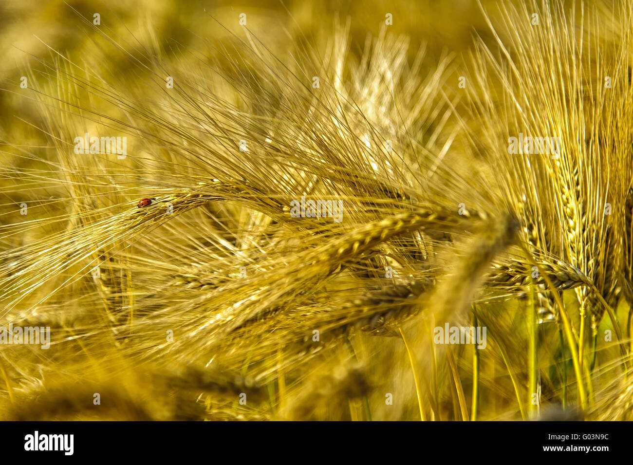 Ladybug seduto su una spiga di grano a grano fiel Foto Stock
