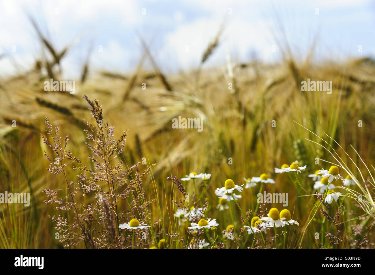 Margherite selvatiche ed erbe di fronte ad una scatola di cereali Foto Stock