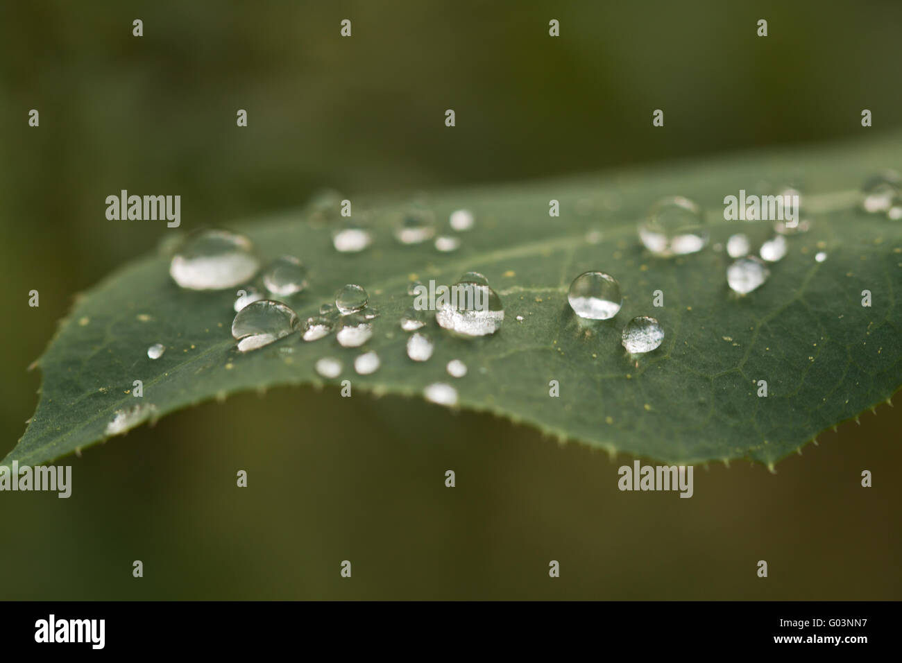 Le gocce di pioggia sulla lamina Foto Stock