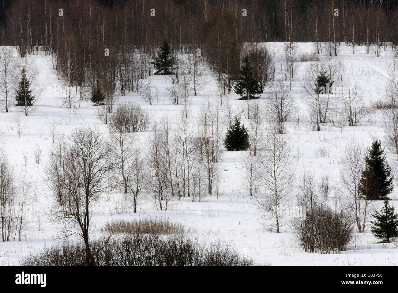 Snowy bassa foresta in primavera Foto Stock